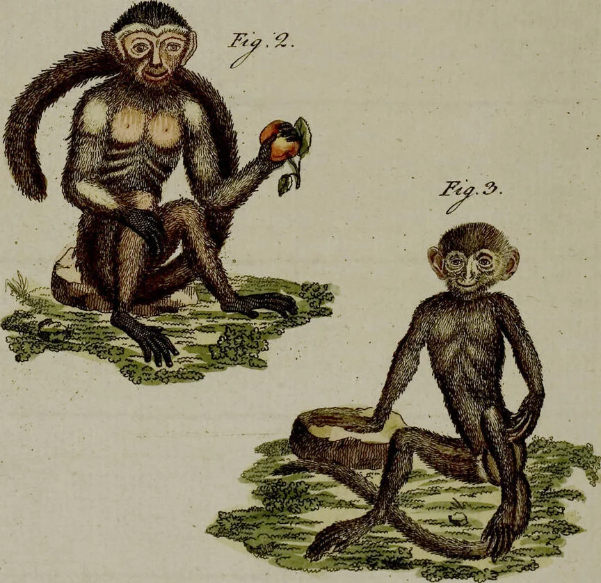 An illustration from (Band 3), 1798, leaf 168