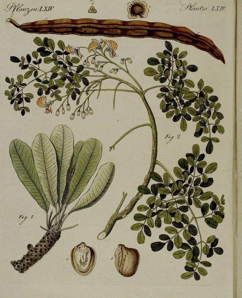 An illustration from (Band 3), 1798, leaf 171