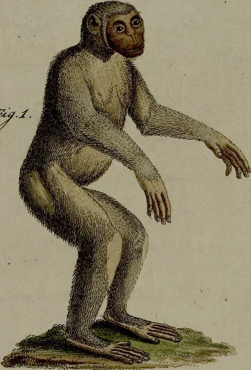An illustration from (Band 3), 1798, leaf 174