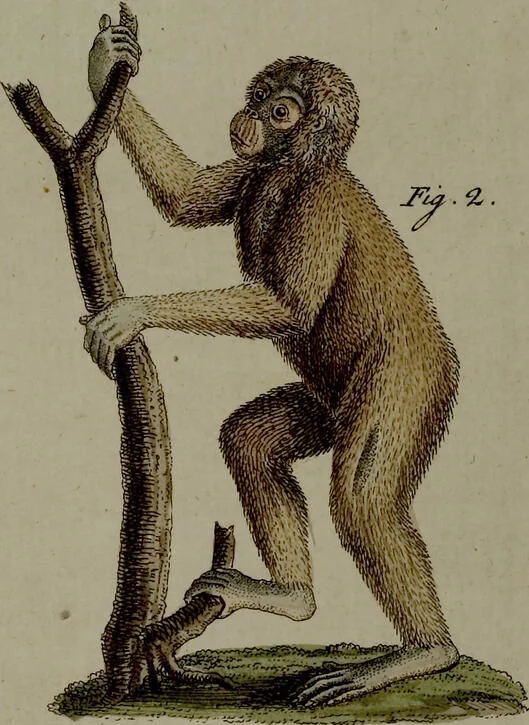 An illustration from (Band 3), 1798, leaf 174