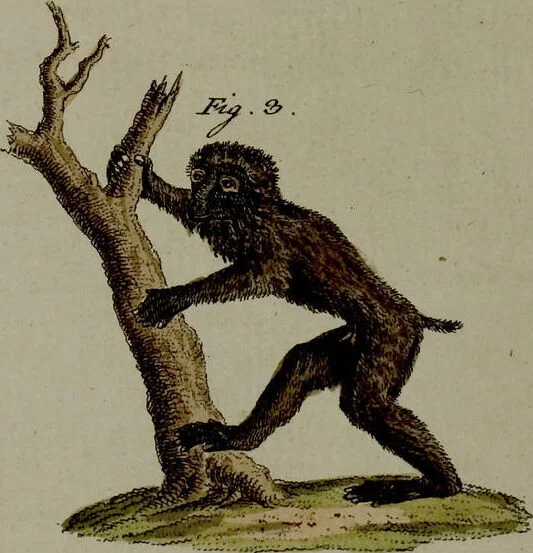 An illustration from (Band 3), 1798, leaf 174