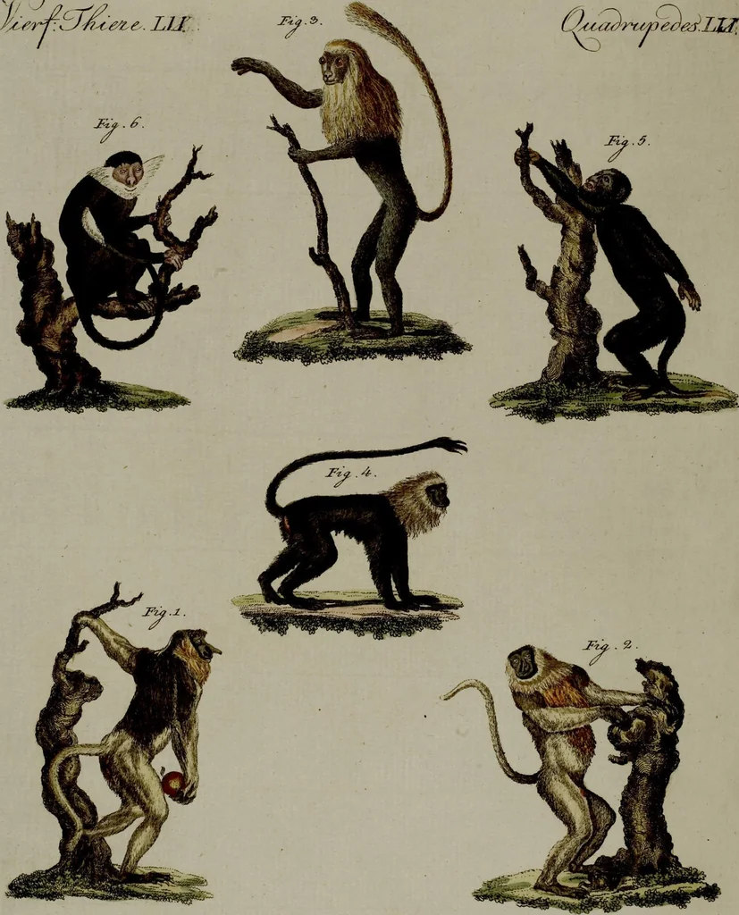 An illustration from (Band 3), 1798, leaf 183