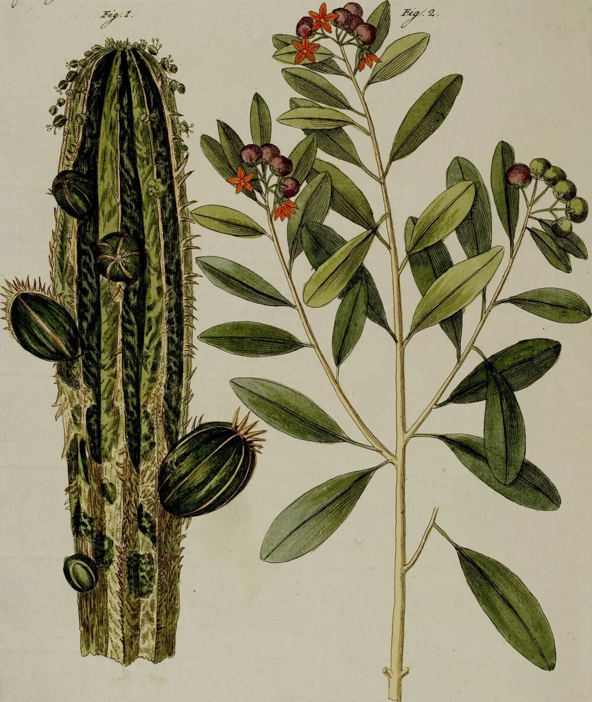 An illustration from (Band 3), 1798, leaf 186