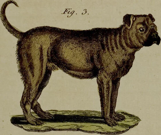 An illustration from (Band 3), 1798, leaf 192