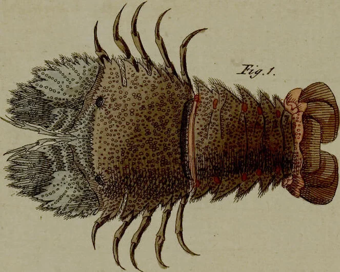 An illustration from (Band 3), 1798, leaf 198