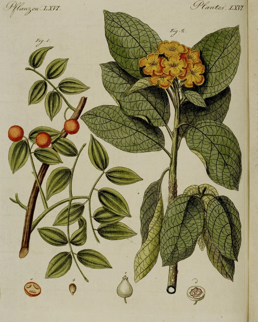 An illustration from (Band 3), 1798, leaf 201