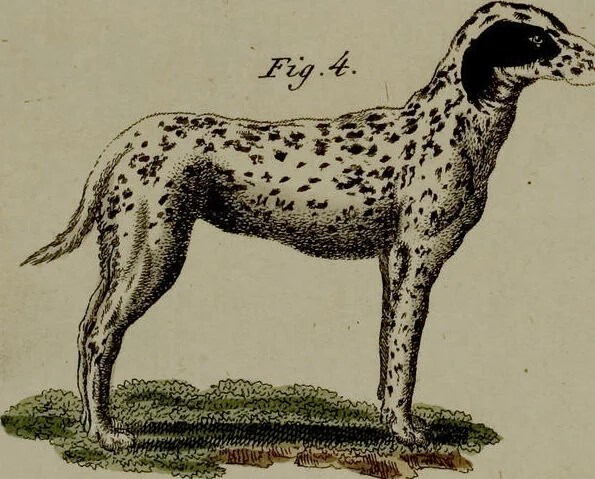 An illustration from (Band 3), 1798, leaf 204