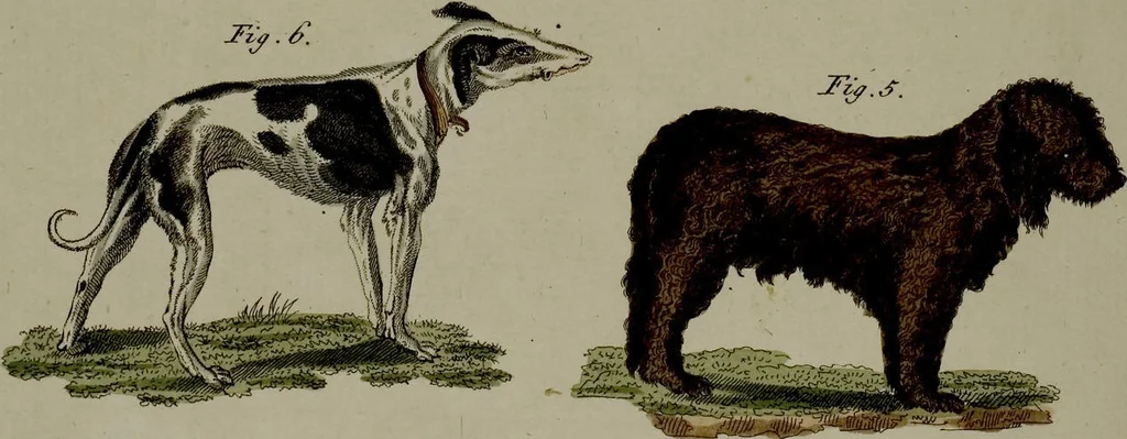 An illustration from (Band 3), 1798, leaf 204