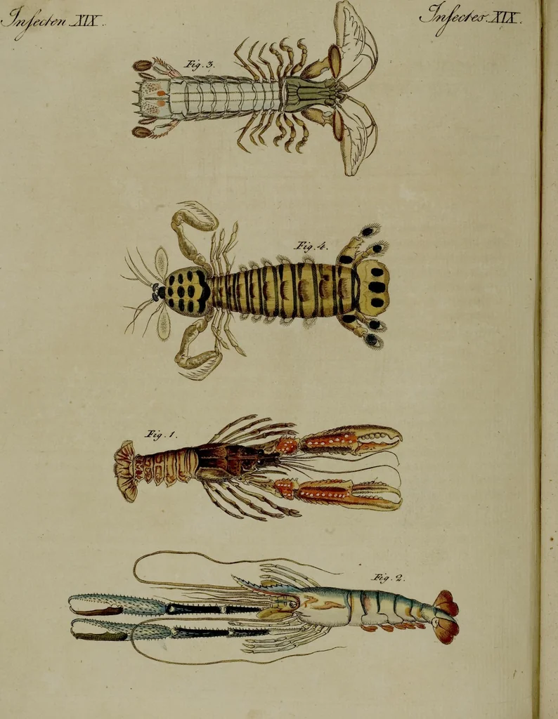 An illustration from (Band 3), 1798, leaf 207