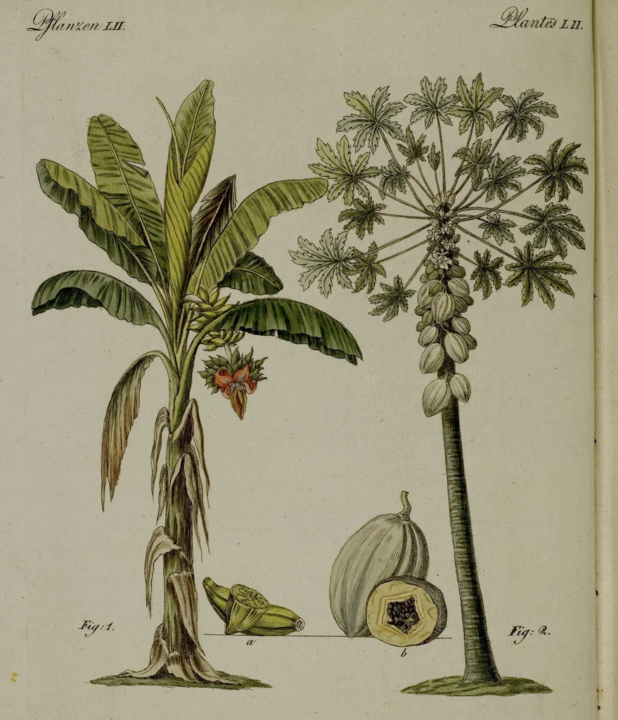 An illustration from (Band 3), 1798, leaf 21