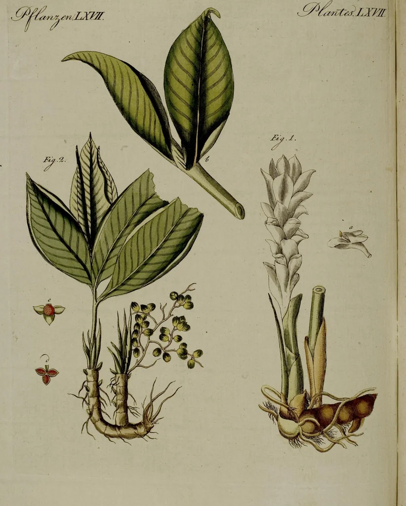 An illustration from (Band 3), 1798, leaf 213