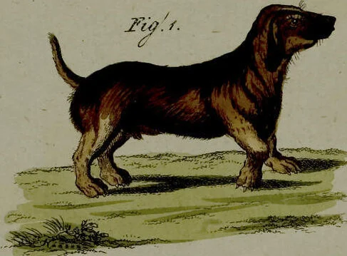 An illustration from (Band 3), 1798, leaf 216