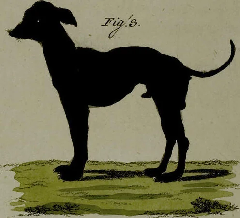 An illustration from (Band 3), 1798, leaf 216
