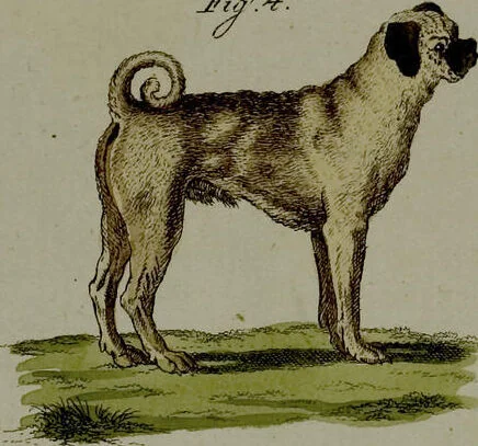 An illustration from (Band 3), 1798, leaf 216