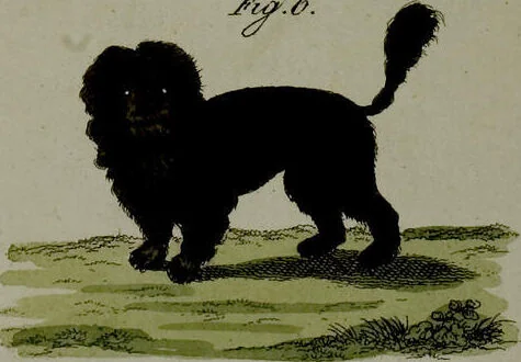 An illustration from (Band 3), 1798, leaf 216