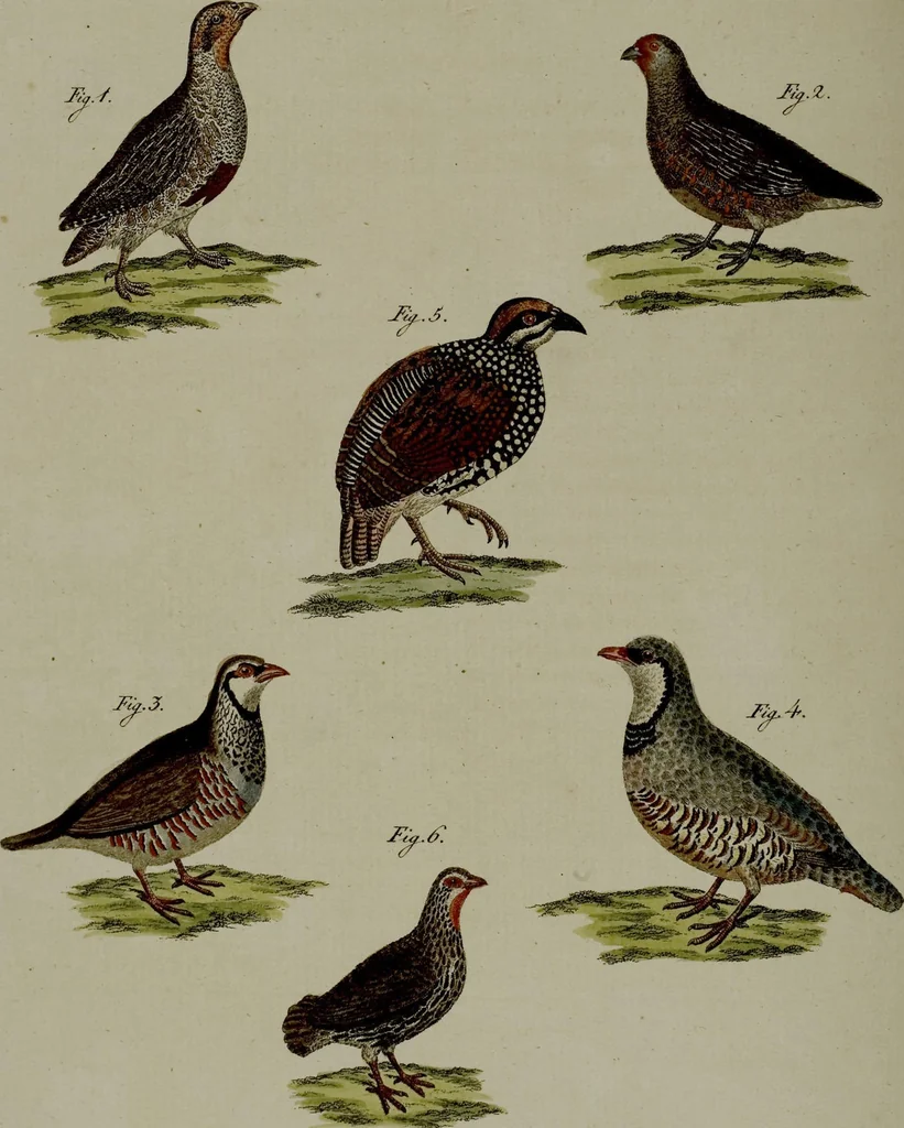 An illustration from (Band 3), 1798, leaf 222