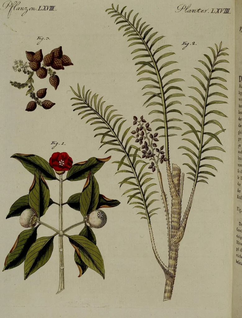 An illustration from (Band 3), 1798, leaf 230