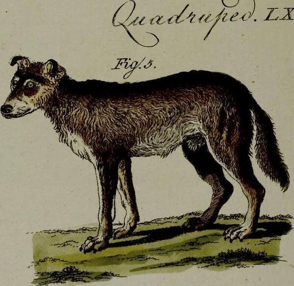 An illustration from (Band 3), 1798, leaf 233