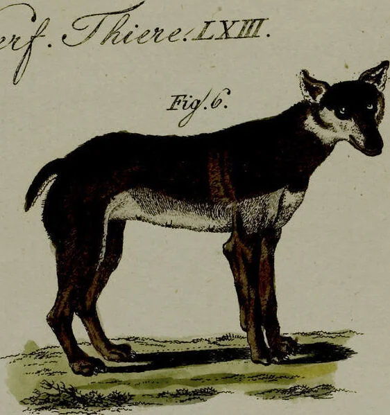 An illustration from (Band 3), 1798, leaf 233