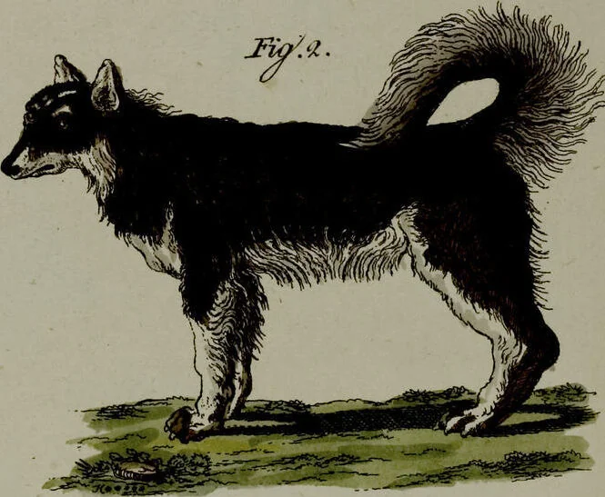 An illustration from (Band 3), 1798, leaf 233