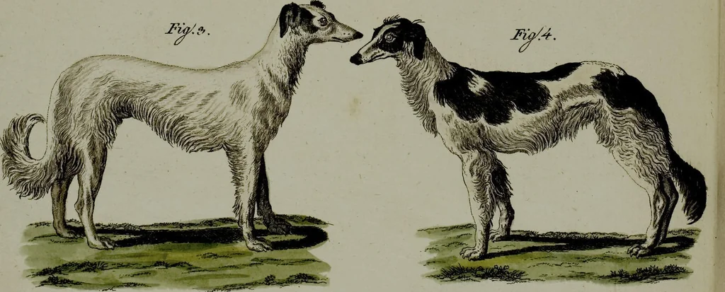 An illustration from (Band 3), 1798, leaf 233