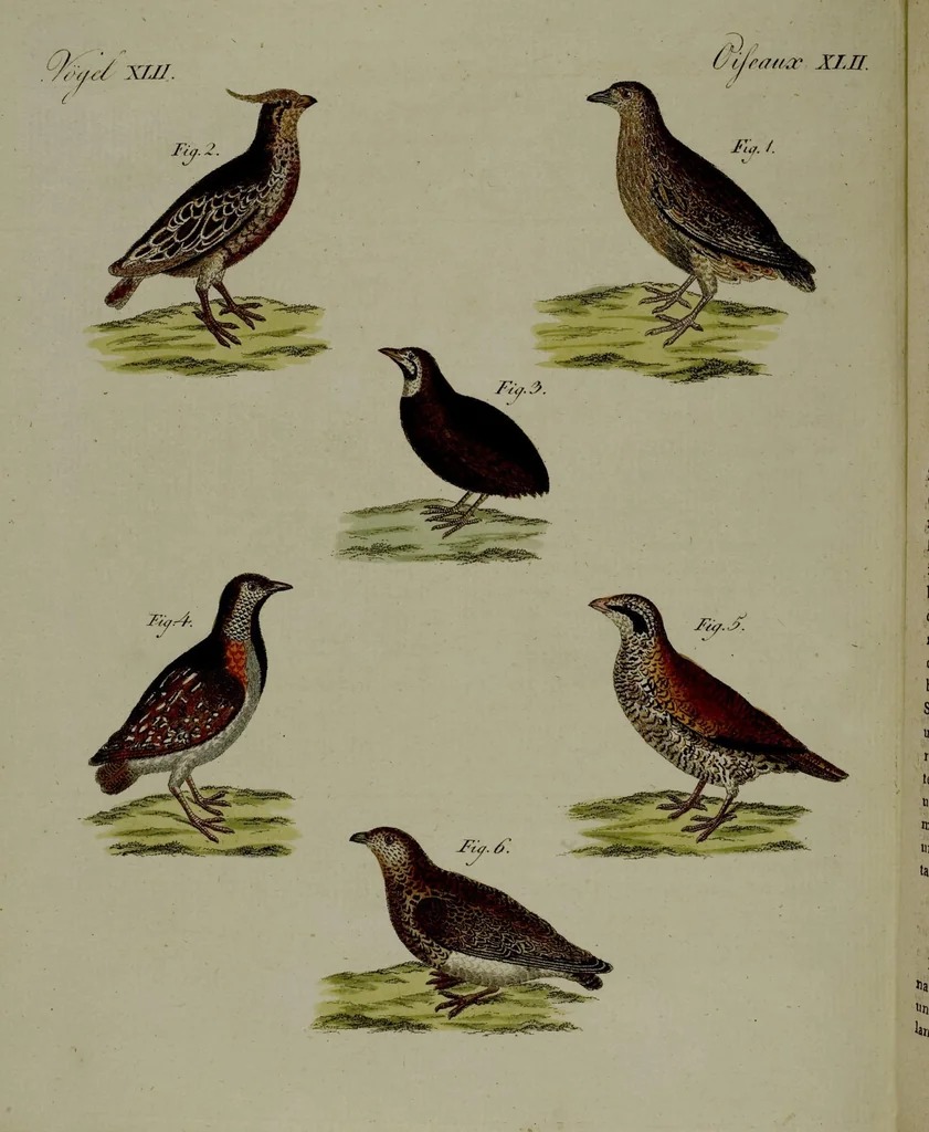 An illustration from (Band 3), 1798, leaf 236
