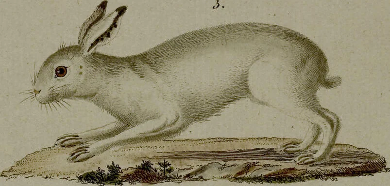An illustration from (Band 3), 1798, leaf 24