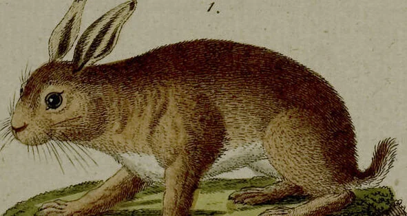 An illustration from (Band 3), 1798, leaf 24