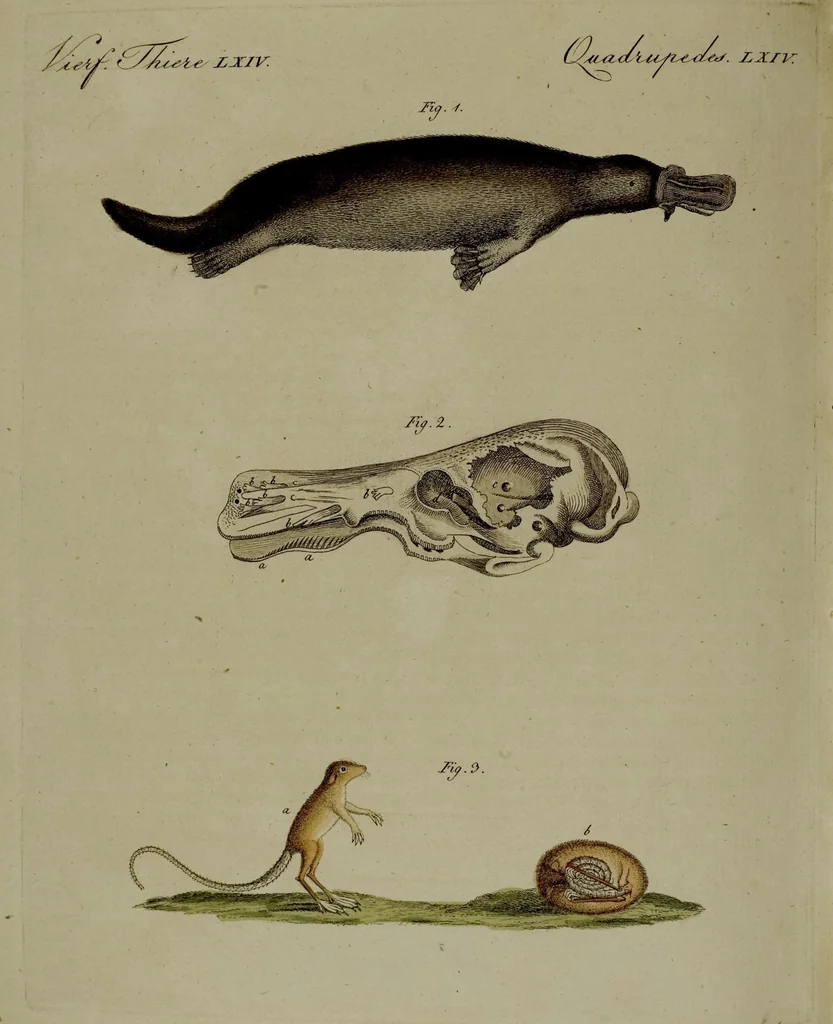 An illustration from (Band 3), 1798, leaf 242