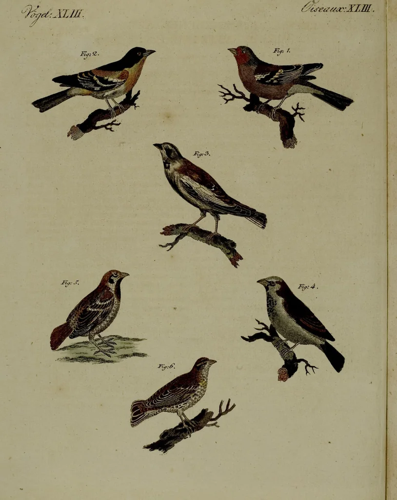 An illustration from (Band 3), 1798, leaf 245