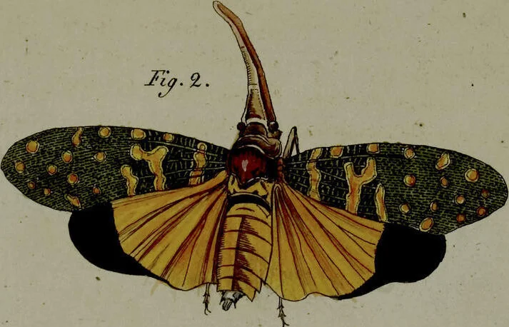 An illustration from (Band 3), 1798, leaf 254