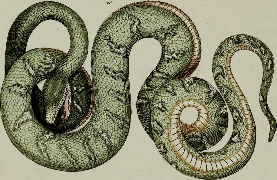 An illustration from (Band 3), 1798, leaf 257