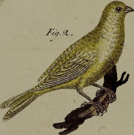 An illustration from (Band 3), 1798, leaf 260