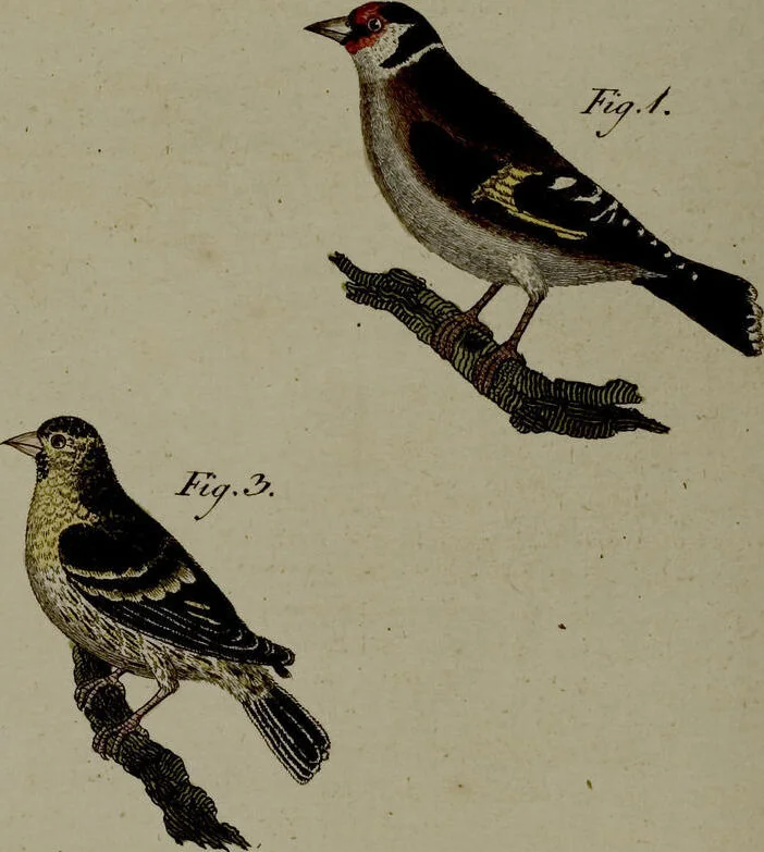 An illustration from (Band 3), 1798, leaf 260