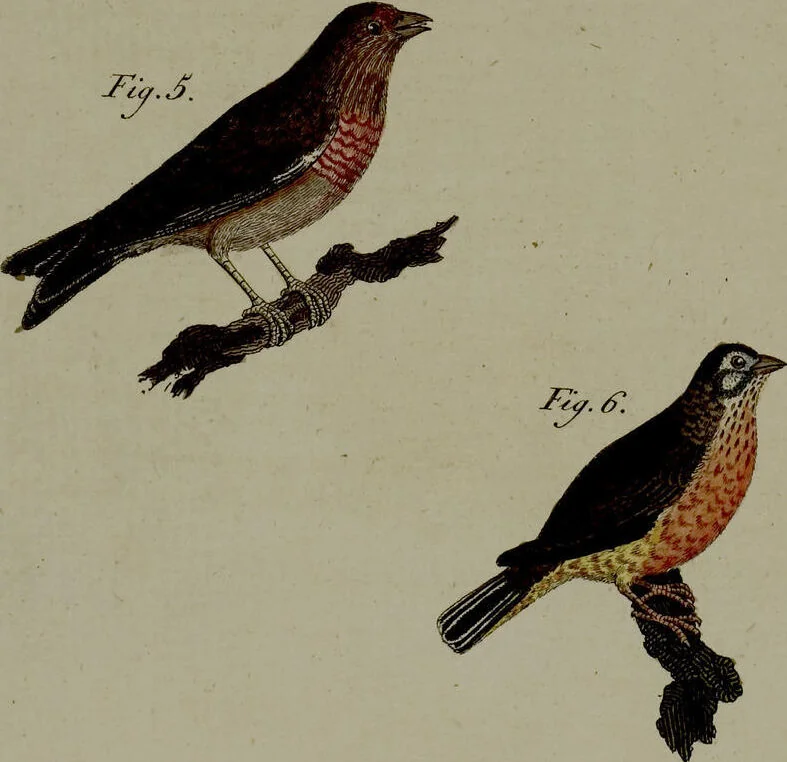 An illustration from (Band 3), 1798, leaf 260