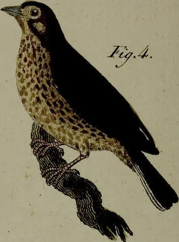 An illustration from (Band 3), 1798, leaf 260