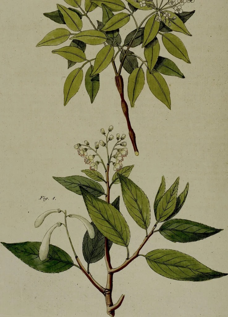 An illustration from (Band 3), 1798, leaf 263