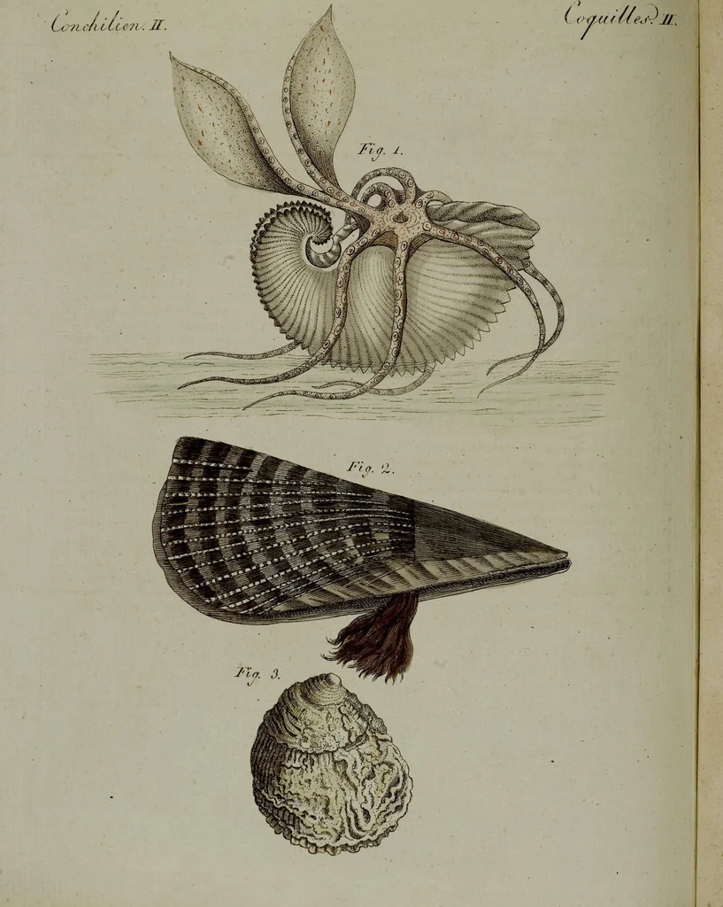 An illustration from (Band 3), 1798, leaf 266