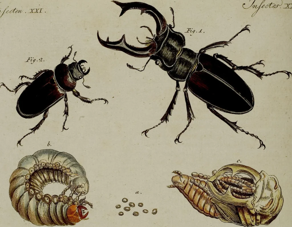 An illustration from (Band 3), 1798, leaf 269