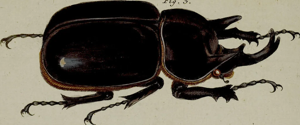 An illustration from (Band 3), 1798, leaf 269
