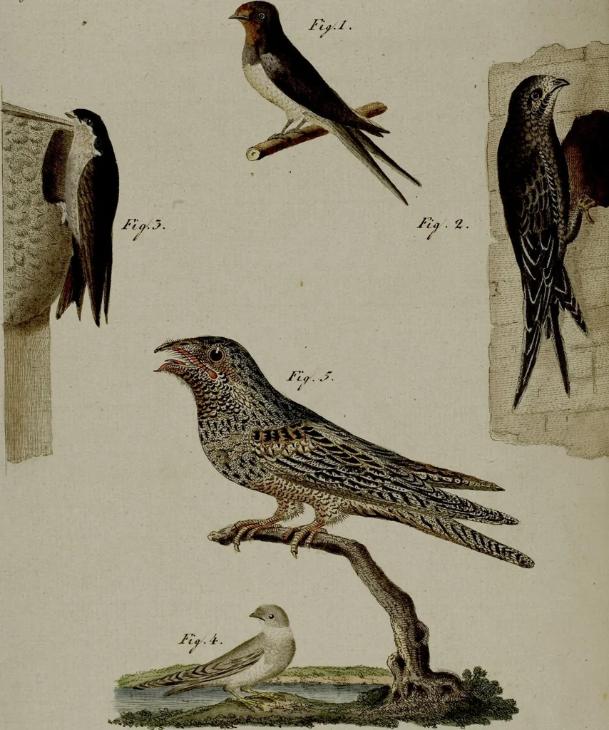 An illustration from (Band 3), 1798, leaf 27