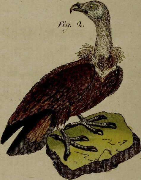 An illustration from (Band 3), 1798, leaf 275