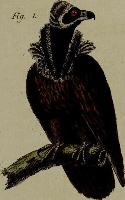 An illustration from (Band 3), 1798, leaf 275