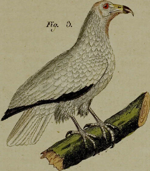 An illustration from (Band 3), 1798, leaf 275