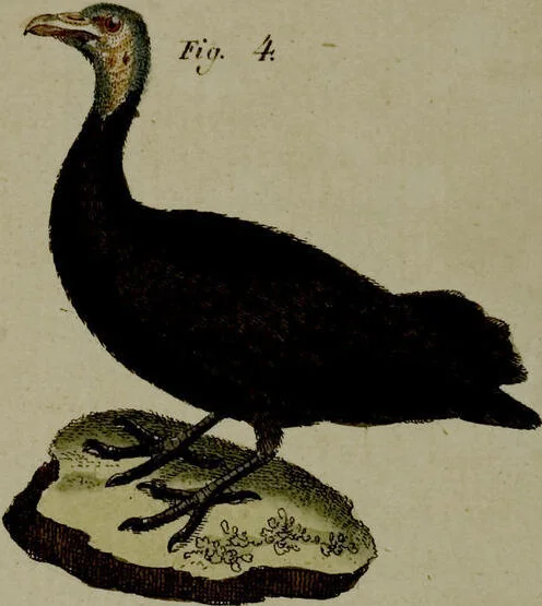 An illustration from (Band 3), 1798, leaf 275