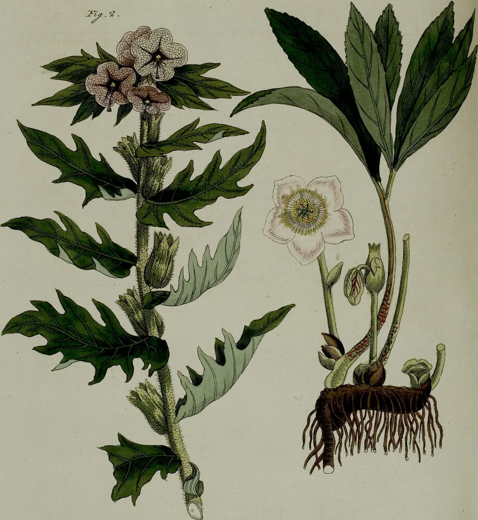 An illustration from (Band 3), 1798, leaf 278