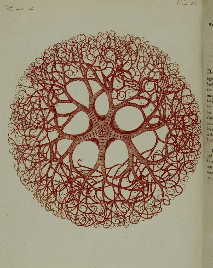An illustration from (Band 3), 1798, leaf 284