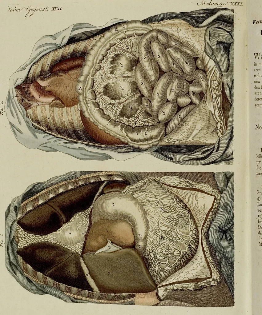 An illustration from (Band 3), 1798, leaf 287
