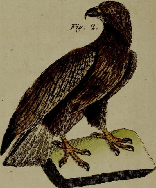 An illustration from (Band 3), 1798, leaf 290