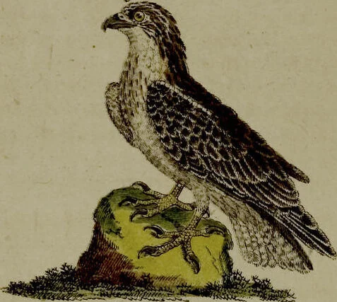 An illustration from (Band 3), 1798, leaf 290